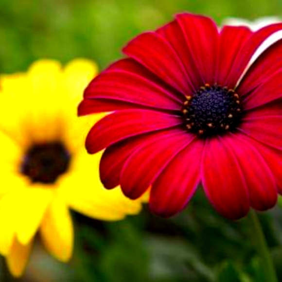 Meet your Posher, Tara - Picture 1 of 1